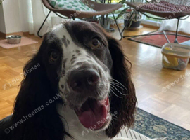 4-year-old female English Springer Spaniel