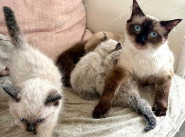 Beautiful ragdoll&rsquo;s