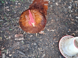 Bantam Cockeral