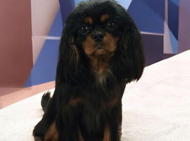 Kc Reg Cavalier King Charles Spaniel Stud