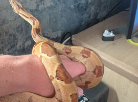 Dwarf boa and viv for sale