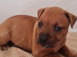 Staffordshire Bull Terrier Puppies