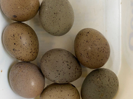 Chinese quail hatching eggs