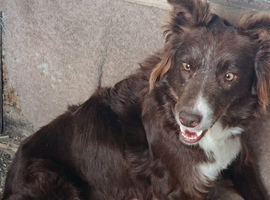 Collie Pup ready now