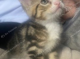 1 male tabby for sale
