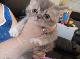 Exotic shorthair x Scottish straight kittens