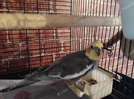 Baby cockatiel