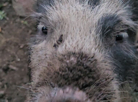 Designer micro pigs (kune kune x juliana)
