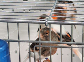Portugese Harlequins