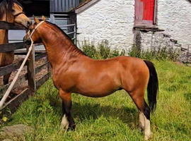 welsh sec A Stallion 6 year old