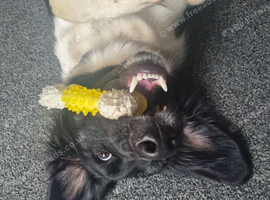 Rocky - Young Male Sprollie Looking for a Loving Home