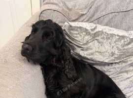 Show Type Cocker Spaniel