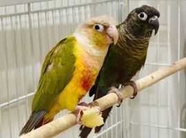 2 BEAUTIFUL 9 WEEK OLD CONURES