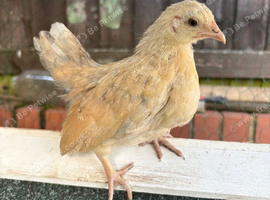 Pure Serama & Pekin Chicks ready now
