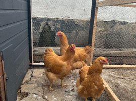 buff orpington