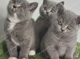 GCCF Registered British Shorthair Kittens