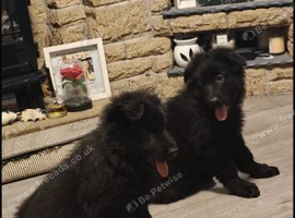 Stunning German Shepard puppy's