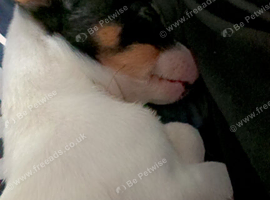 Cleo jack Russel puplu