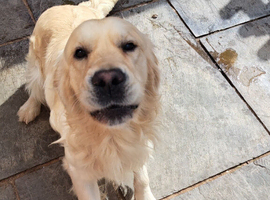 Golden retriever boy
