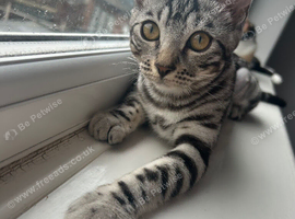 6 month old spayed bengal