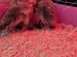 Harliquin ducklings