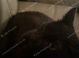 Female cat