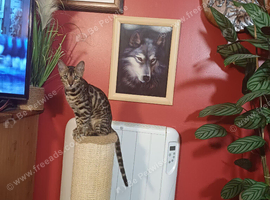 Bengal kitten