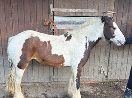 12:3/13hh ride and drive mare