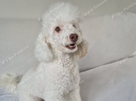 Toy poodle female 3 years old.