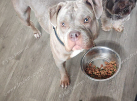 American Bully Pocket