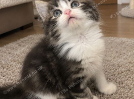 Beautiful Persian kittens