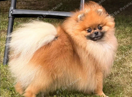 Female pomeranian