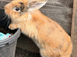 Lion head rabbit