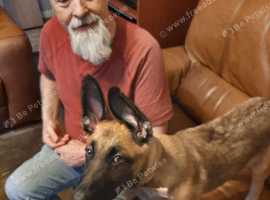 German shepherd puppy 6 Months