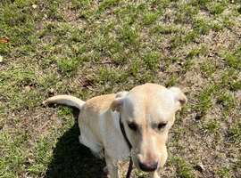 Labrador retriever