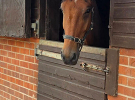 Lovely 3yr Gelding with lots of potential