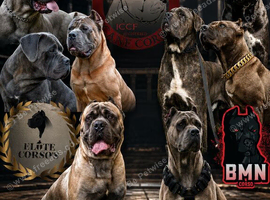 Grand champion, health tested formentino pups