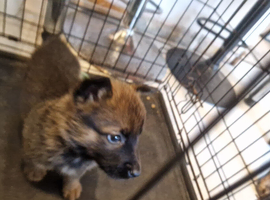 German Shepherd pup