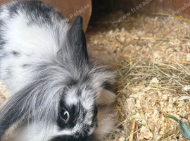 Mini lop babies