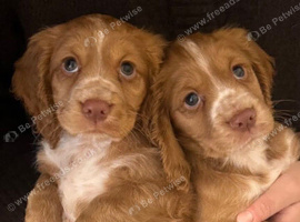 Stunning Cockapoo Puppies With Brilliant Socialisation