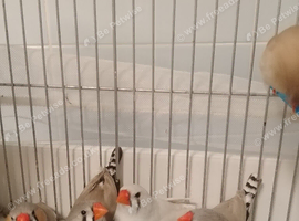 Exhibition zebra Finches for sale
