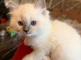 Ragdoll kittens for sale