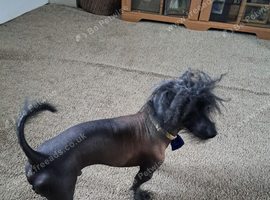 Wanted hairless chinese crested or x  for company