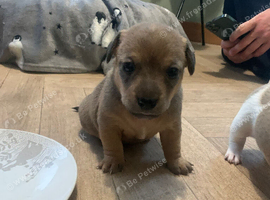 Jack Russell puppies