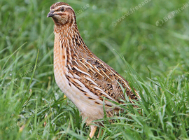 Quail Males