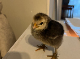 Chicks
