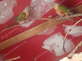 Beautiful breeding pair of pineapple conures