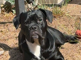 Cane corso x French bull dog