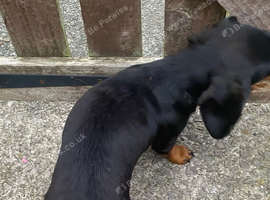 Tiny Tiny black & tan girl