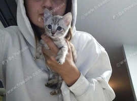Female kitten